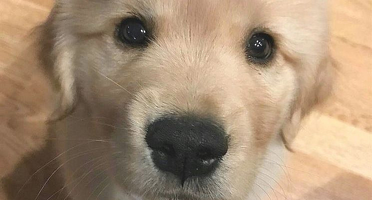 beautiful poodle #puppy #pet