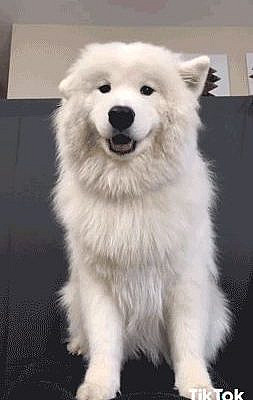 Its about a husky its handsome