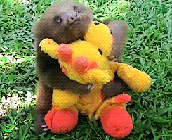 So much cute! Click for unbearably cute gifness.