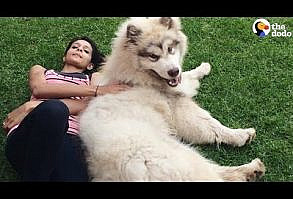 11 Big Fluffy Dog Breeds Perfect To Cuddle With - DOGBEAST