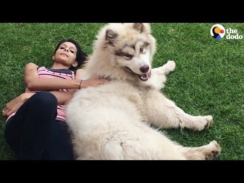 11 Big Fluffy Dog Breeds Perfect To Cuddle With - DOGBEAST