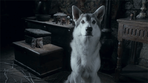 Nymeria GIF