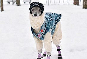 Meet Tika The Iggy, The Biggest Fashion Influencer Of The Moment