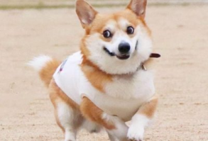 Gen, um cão da raça corgi, vem ganhando a internet com suas caras e bocas 15