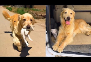 Golden Retriever picked up a kitten by roadside🌈 The dog carries cat every day - YouTube