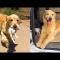 Golden Retriever picked up a kitten by roadside🌈 The dog carries cat every day - YouTube