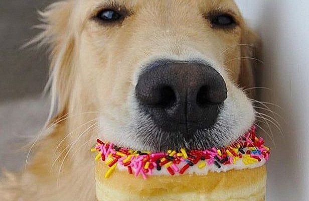 my life summed up in a picture #welovegoldens by goldenretrievers_