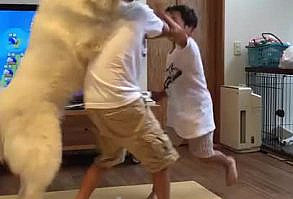 Good doge tries to break up a fight btwn brothers (Sorry for posting vertical video). - 9GAG