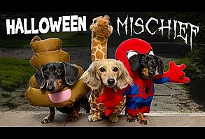 HALLOWEEN MISCHIEF - Cute & Funny Wiener Dogs Go Trick or Treating! - YouTube