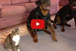 Have You Ever Seen a Cat Do This? I Know I Haven’t! The talents of Didga the cat never cease to amaze me.