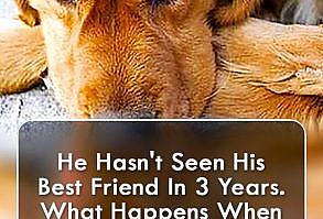 He Hasn't Seen His Best Friend In 3 Years. What Happens When They First Lock Eyes? I'm Crying... - via Daily Pet Buzz