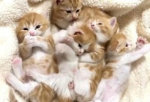 Those adorable catto will make your January better, we hope you guys love the videos! #CatVideos #AdorableCats #HappyCats #CatMemes