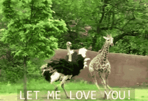 The most turnt bird in the animal kingdom.