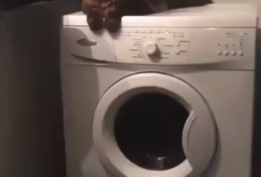 IIIIIIIIII LLLLLLLLLOOOOOOOVVVEEEEE THHHHHHHHIIIIIIISSSSSS 😺 #funnypetgifs #funny #petgifs #gifs #cats