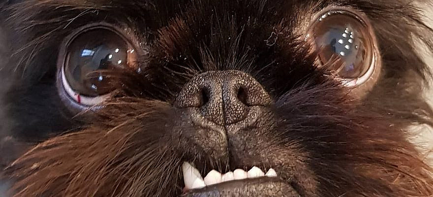 #monkoodog #smartdog #squidthegriff #photooftheday #mydogiscutest   credit:@squidthegriff