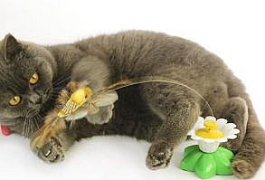 Love To See Your Cat Playing? MOST CATS GO ABSOLUTELY BONKERS FOR THIS THING! Unpredictable Lifelike Fluttering Engages Your Cat's Instincts To Stalk And Hunt! Cats By Nature LOVE To Chase Birds And It's So Much FUN To Watch Them! Although It's A Real Joy to Watch Your Kitties Hunting Skills The Toy Can Be Torn Up Quite Fast - Simply Buy More, Save More And Let The Fun Continue! Perfect For Kittens And Even 12-Year-Old Cats Can Temporarily Turn Into Kittens With This Toy Most Cats Go Absolutely Bonkers For This Thing! Click the