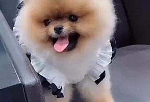 A very common question that people who suffer from allergies ask is: “Is A Pomeranians Hypoallergenic?”.#Pomeranian #pet #dog #puppy