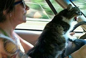 It's Cat-urday! - I Can Has Cheezburger? - Funny Cats | Funny Pictures | Funny Cat Memes | GIF | Cat GIFs | Dogs | Animal Captions | LOLcats | Have Fun | Funny Memes