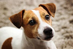 Jack Russell Terrier Dog Breed Information, Pictures, Characteristics & Facts – Dogtime