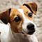 Jack Russell Terrier Dog Breed Information, Pictures, Characteristics & Facts – Dogtime