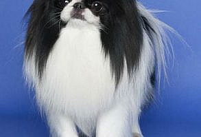 Japanese Chin