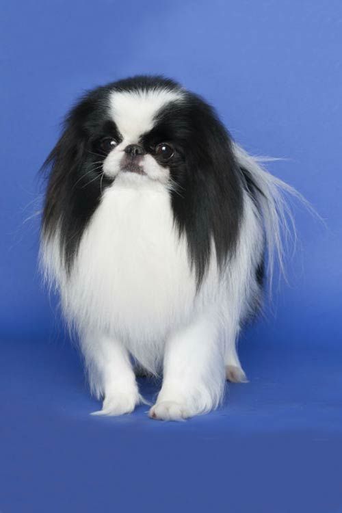 Japanese Chin
