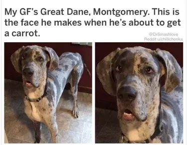 Just 22 Random & Hilarious Photos Of Dogs | Cuteness