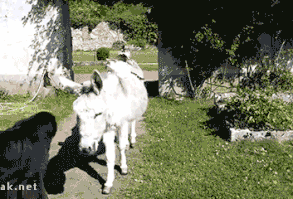 gifaknet: “Go Unnoticed ”