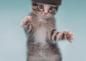 Cute little kitty wearing a blue toque dancing to and fro to the music