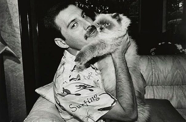 Las fotos de Freddie Mercury con sus amados gatos - Cultura Inquieta