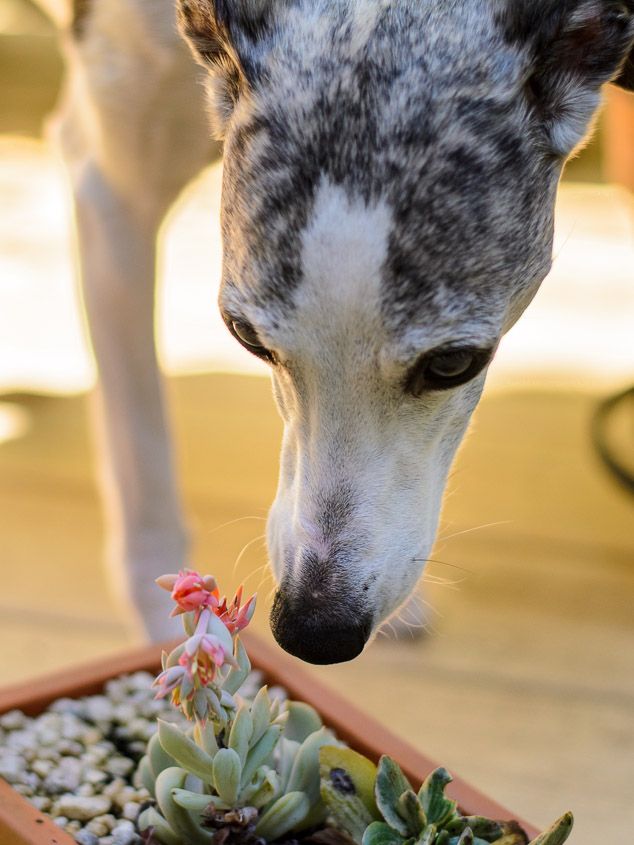 Lexie checking out a succulent. #whippet #sighthound #pets #dogs
