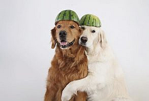 Watson, Kiko And Harry