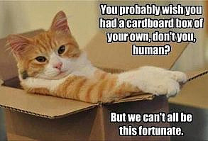 Morning Funny Animal Pictures 25 Pics