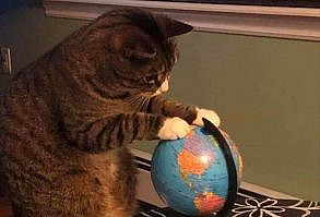 Morning Glory: Hot Coffee And Fresh Animal Memes - I Can Has Cheezburger?