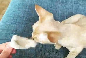 This neither of their dogs ever did.. I guess it just takes a cat to show how it’s done.. baaam