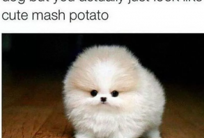 Need a Laugh? These Animal Memes Should Do the Trick! | The Dodo