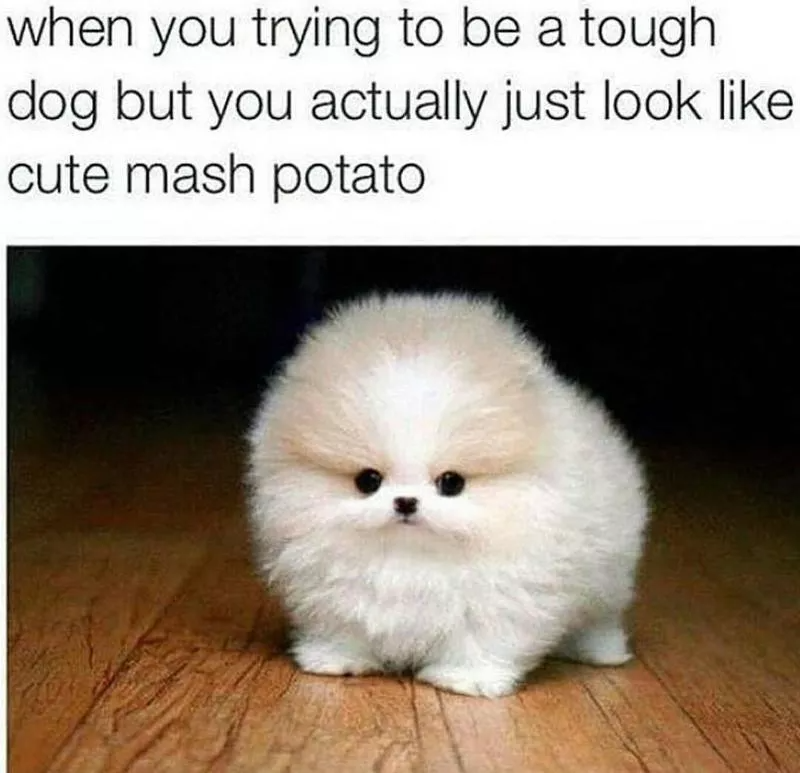 Need a Laugh? These Animal Memes Should Do the Trick! | The Dodo