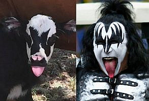 Newborn calf bears striking resemblance to KISS frontman Gene Simmons - AOL Entertainment