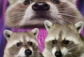 “I Make Trash Memes”: Woman Runs Instagram Account With 324K Followers Dedicated To Funny Raccoon Memes (45 Memes)