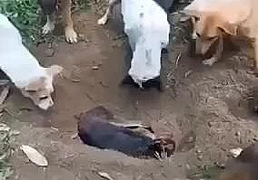 A vida secreta dos bichos