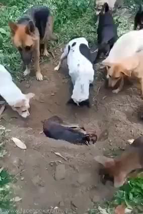 A vida secreta dos bichos