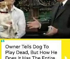 Owner Tells Dog To Play Dead, But How He Does It Has The Entire Audience In A Fit Of Laughter