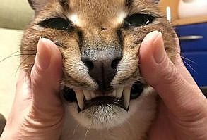 PHOTOS: This couple owns a caracal cat