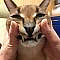PHOTOS: This couple owns a caracal cat