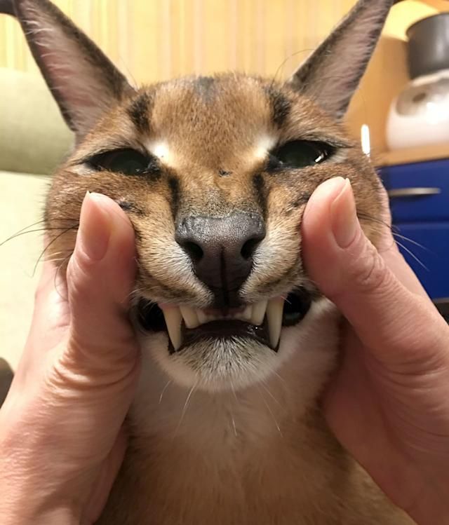 PHOTOS: This couple owns a caracal cat