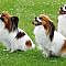Papillon Puppies For Sale & Puppy Breed Info