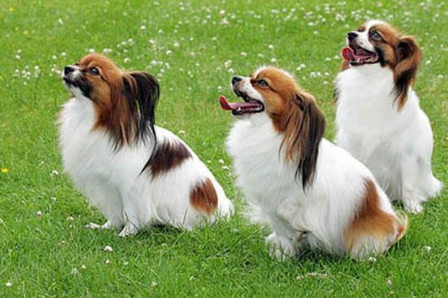 Papillon Puppies For Sale & Puppy Breed Info