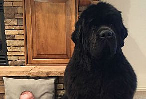 Newfoundlands are renowned for their huge size and heavy coats, but as anyone who has ever owned one will tell you, there is much more to them than that.