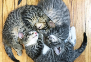 Kitten Wheel