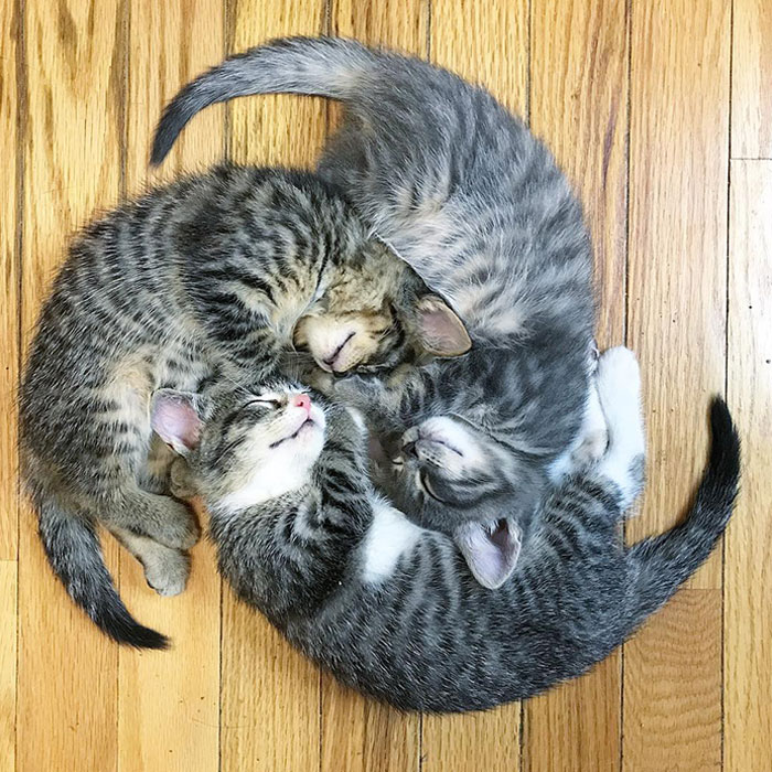 Kitten Wheel